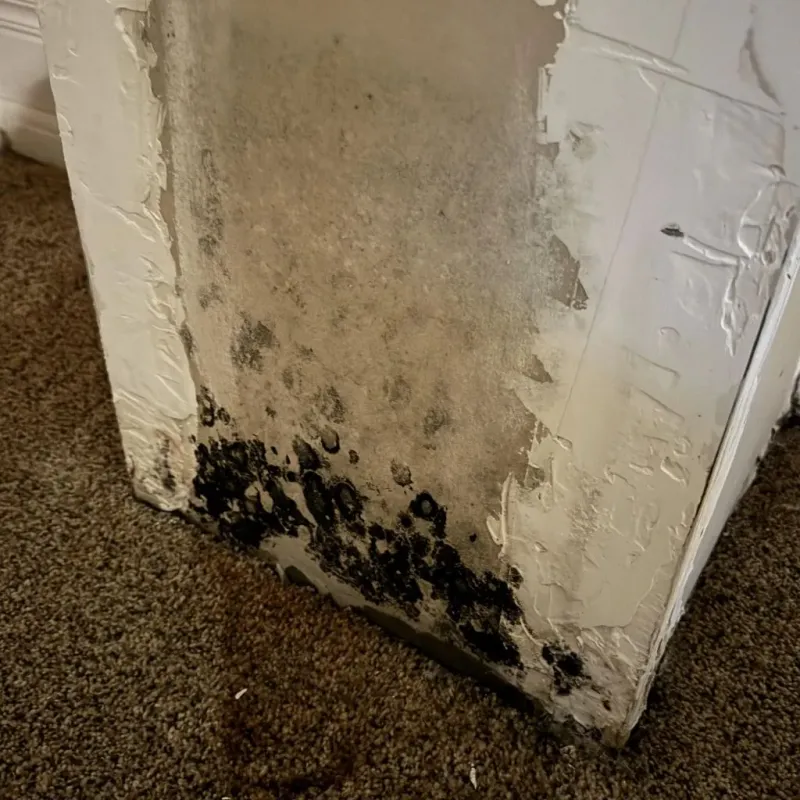 Professional Mold Removal in Crenshaw County, AL